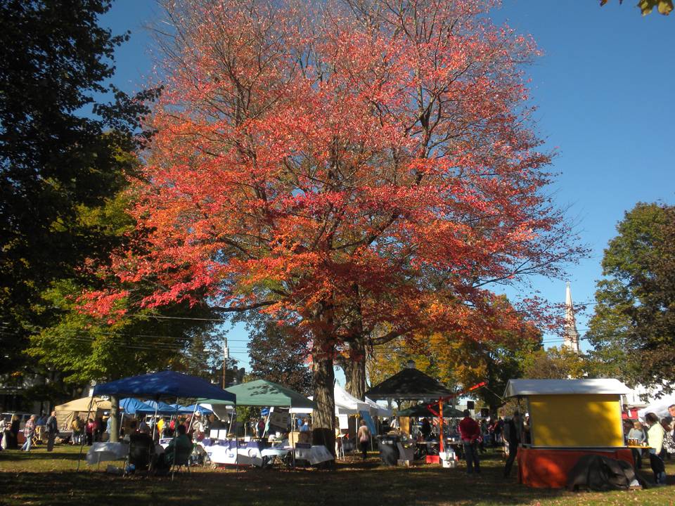The maple tree